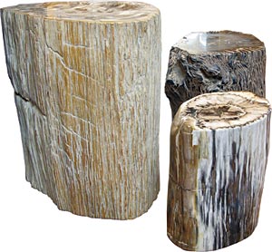 polished petrified stumps